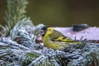 Siskin - male at the feeder (Spinus spinus)