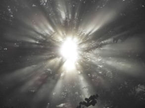 Fog star
