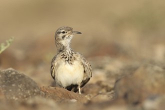 Desert Sandpiper Lark (Alaemon alaudipes)
