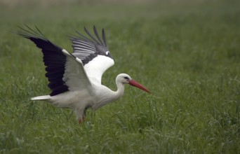 White stork (Ciconia ciconia)