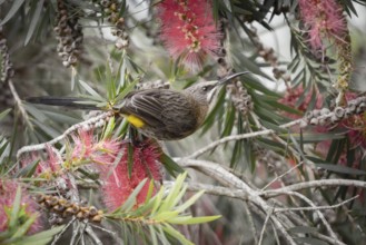 Cape Honeybird (Promerops cafer)