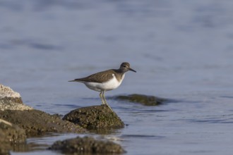 Common sandpiper on a stone (Actitis hypoleucos)