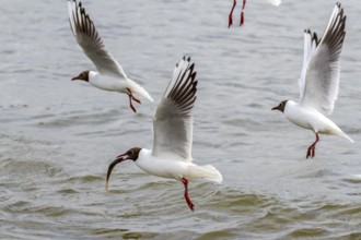 Black-headed gull with fish (Larus ridibundus)