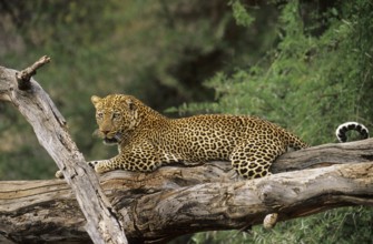 Leopard (Panthera pardus)