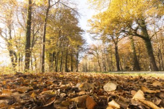 Beautiful park in autumn, bright sunny day with colorful leaves on the floor