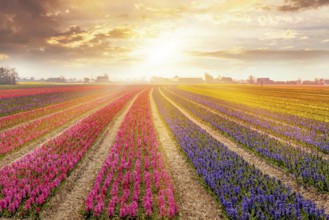 Colorful sunset in Netherlands, Europe with field of blooming hyacinth flowers in Holland