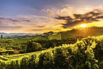Vineyards in Slovenia close to the border with Austria south styria. tourist destination