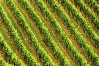 Beautiful rows of grapes before harvesting. Austria Slovenia area Sulztal, Gamliz, Spicnik.