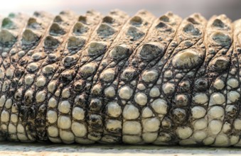 Alligator crocodile skin detail pattern close up