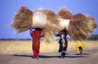 Women carrying sheaves on head at Sasan Gir, Gujarat, India, Asia