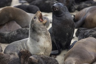 South African Fur Seal (arctocephalus pusillus), Females at Cape Cross in Namibia
