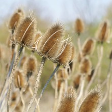 Dry leaves
