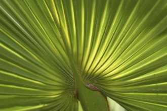 Palm fronds