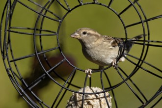 Sparrow in the feeding ring