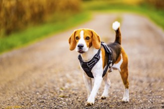 Beagle dog walks down a path between fields. Dog outdoors portrait
