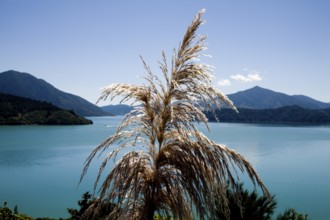 View Marlborough New Zealand South Island Ocean