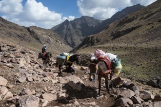 TOUBKAL NATIONAL PARK, MOROCCO - SEPTEMBER 30, 2024: Men on mules at the trail to Toubkal, the