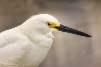 Wild Egret on the Atlantic Ocean, Florida, USA, North America
