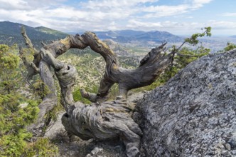 Twisted trunk of a broken relic dried pine. Crimea