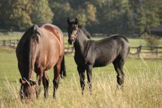 Foal in a meadow against the trees in the morning, Poland, Europe