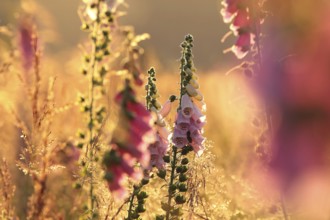 Purple foxglove, Digitalis purpurea during sunrise
