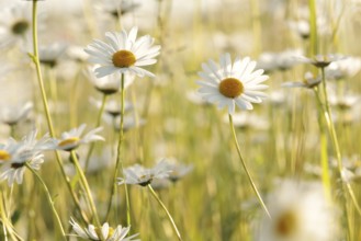 Daisies on a spring meadow at dawn