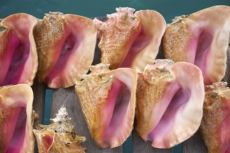 Caribbean seashells on a wooden pier over turquoise sea in Mexico