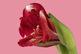 Knight's star hybrid on a pink background, incorrectly labelled as Amaryllis Red Hippeastrum hybrid