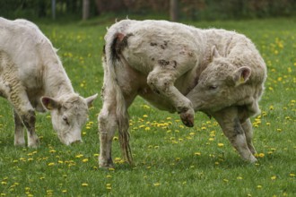 Calf raises its leg on a green pasture with dandelions, another calf nearby, weseke, münsterland,
