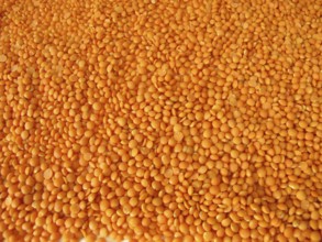 Spread the red lentils over a wooden board