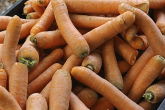 Carrots