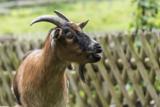 Close-up of a beautiful goat with goatee bleating in the garden