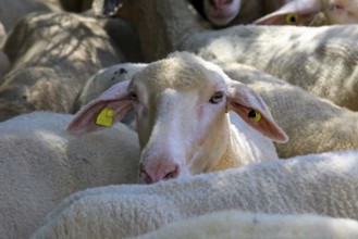 Sheep in the flock