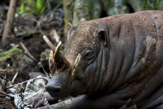 Close up photo of a Babirusa Sulawesi Utara (Babyrousa celebensis)
