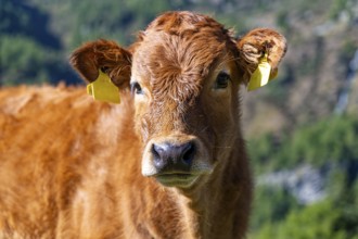 Close-up of a veal in a prairie