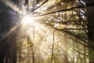 Sunlight streams through trees at sunset