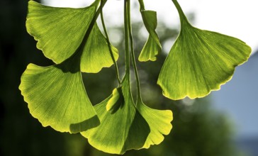 Green ginkgo leaves. Gingko foliage backlit. Close up