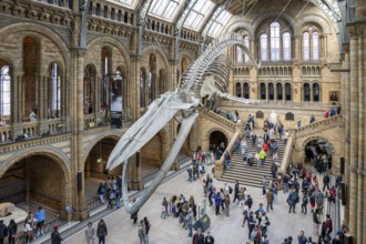 London, UK, March 23, 2024 : The blue whale skeleton in the Natural History Museum. Hintze hall.