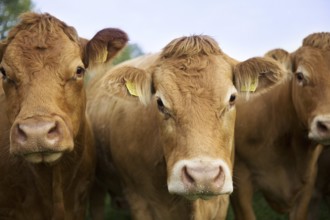 Cows in a paddock in Schleswig Holstein, Germany, Europe