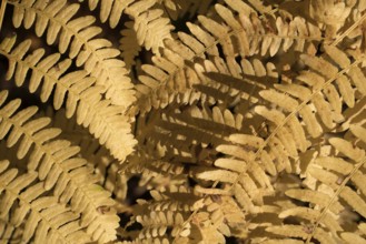 Fern, Weser Uplands, Hesse, Germany, Europe