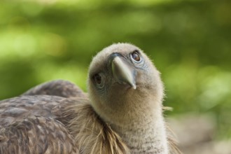 Young griffon vulture (Gyps fulvus)