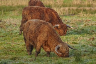 Two brown cattle lower their horns while eating grass on a frosty pasture, Velen, münsterland,