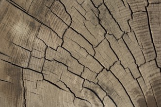 Old Weathered cracked tree stump texture background with the cross section