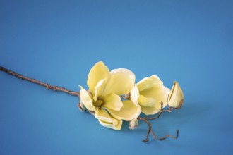 An image of some yellow magnolia flowers on turquoise background