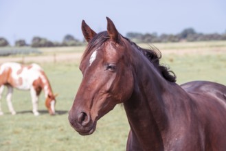 Horse portrait