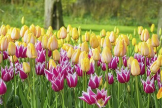 Flowerbed of tulips in the garden. Springtime in Netherlands Lisse, Netherlands