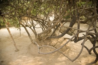 Tree in nidhivan, vrindavan, uttar pradesh, india, asia
