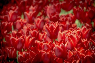 Bright colorful tulips as natural floral background