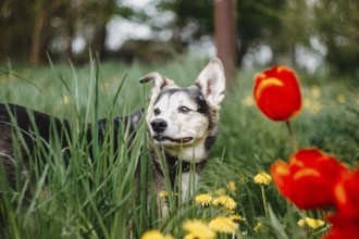 A dog peeks through tall grass beside red tulips, in a lush spring park