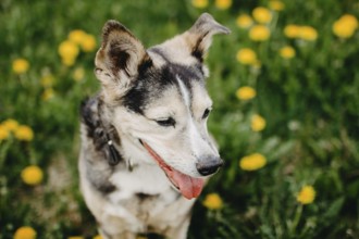 A happy dog with perked ears among blooming dandelions in a sunlit grassy field